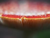 Amanita muscaria - Мухомор красный
