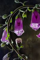Digitalis purpurea L., 1753 - Наперстянка пурпурная
