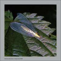 Chrysopidae - Златоглазки