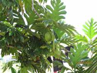 Artocarpus altilis - Хлебное дерево
