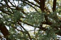 Acacia erioloba - Верблюжья акация