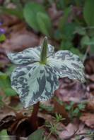 Trillium sessile - Триллиум сидячецветковый