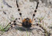 Руки Вверх ! Южнорусский тарантул Lycosa  singoriensis