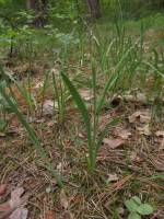 Iris arenaria - Касатик песчаный, Ирис песчаный