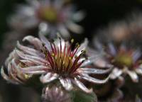 Цветок молодила (Sempervivum)