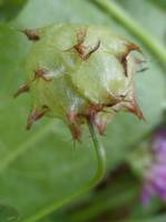 Trifolium clusii