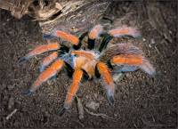 Мохнатый оранжевый паук