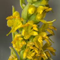 Odontites luteus subsp. luteus - Ортантелла жёлтая, Зубчатка жёлтая