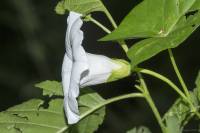 Calystegia sepium - Повой заборный