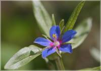 Lysimachia foemina - Очный цвет женский
