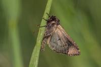 Dypterygia scabriuscula - Совка шероховатая (травяная бурая)