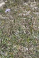 Scabiosa columbaria - Скабиоза голубиная