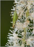 Oecanthus longicauda - Трубачик восточный
