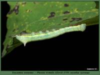 Pheosia tremula - Хохлатка осиновая
