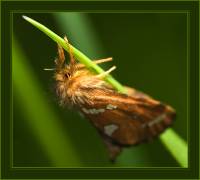 Phymatopus hecta - Тонкопряд вересковый