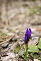 Crocus sativus - Шафран посевной