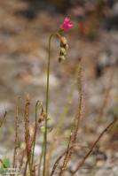 Drosera filiformis subsp. filiformis