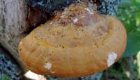 Fomitopsis pinicola - Трутовик окаймлённый