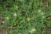 Centaurea iberica subsp. iberica - Василёк иберийский