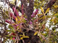 Epidendrum gastropodium