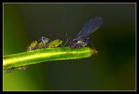 Aphididae - Настоящие тли
