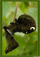 Eudocima tyrannus - Совка амурская змеиная
