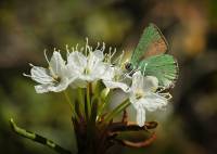Callophrys rubi - Малинница обыкновенная