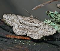 Hypomecis punctinalis - Пяденица дымчатая пепельная (родственная)