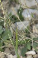 Agropyron cristatum - Житняк гребенчатый, Житняк гребневидный