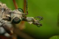 Tipulidae - Долгоножки