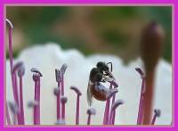 Halictidae - Пчелы-галикты