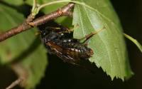 Cimbicidae - Пилильщики булавоусые (Цимбициды)