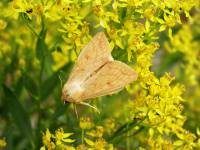 Mythimna vitellina - Совка полосатая жёлтая