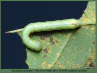 Pheosia tremula - Хохлатка осиновая