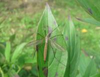 Tipula paludosa - Долгоножка вредная (болотная)