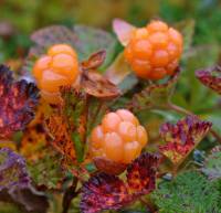 Rubus chamaemorus - Морошка