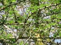 Acacia xanthophloea - Акация желтокорая