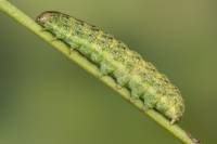 Hecatera bicolorata - Садовая совка Ясная, совка салатная, совка двуцветная