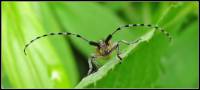 Agapanthia villosoviridescens - Усач Агапантия