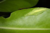 Tettigoniidae  - unidentified - Настоящие кузнечики