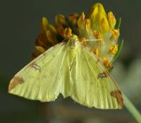 Opisthograptis luteolata - Пяденица боярышниковая (желтоватая, желтая)