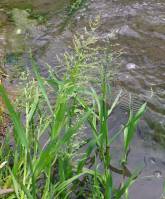 Catabrosa aquatica - Поручейница водная
