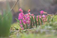 Hyacinthus sp.
