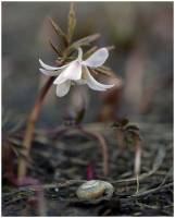 Eranthis sibirica - Весенник сибирский