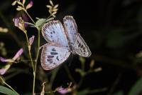 Phengaris arionides - Голубянка восточная