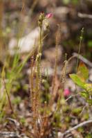 Drosera filiformis subsp. filiformis
