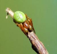 Araniella cucurbitina - Араниелла тыквообразная