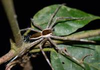 Nilus albocinctus - Белоногий азиатский паук-рыболов