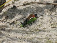 Sphecidae - Роющие осы