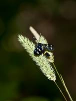Erebidae - Arctiinae - Медведицы